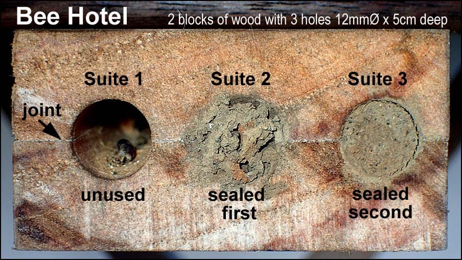 Life in the Karekare Bee Hotel