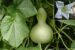 The Bottle Gourd (Hue, ‘Ue) of ancient Polynesia