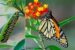 Cook Islands’ Largest Butterfly – the Monarch