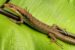 Rarotonga’s largest skink is now an endemic