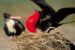 Frigatebirds – Our Vulnerable Pirates