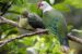 Cook Islands Fruit-Dove (Kūkupa)