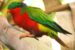 Rimatara Lorikeet Reintroduction Programme