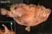 The World’s Largest Frogfish