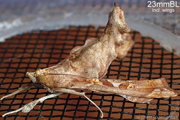 Notable Species – 2024/25