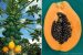 Pawpaw – it’s use, biology and history