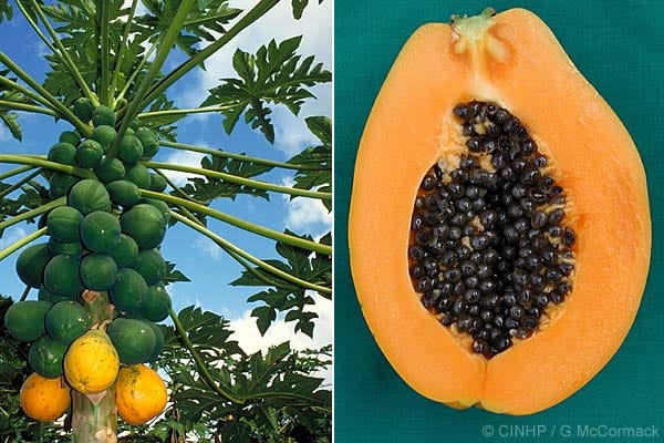 Pawpaw – it’s use, biology and history
