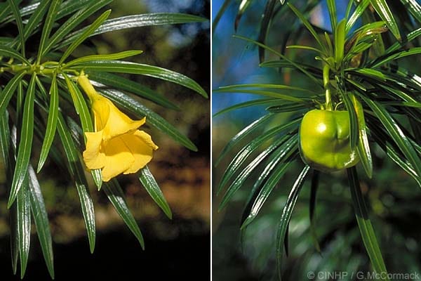 Beware of the Oleanders