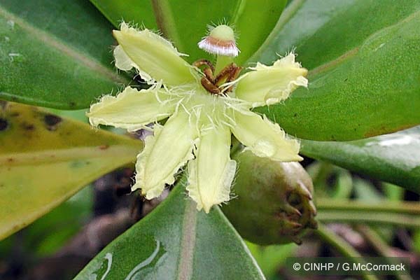 The Half-flower’s Many Names