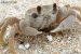 Meet the Ghost Crabs of Our Shores!