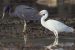 The Pacific Reef Heron – colours and Polynesian names