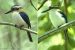 The Lost Landbirds of Mangaia