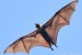 Moa Kirikiri – the Pacific Fruit-bat