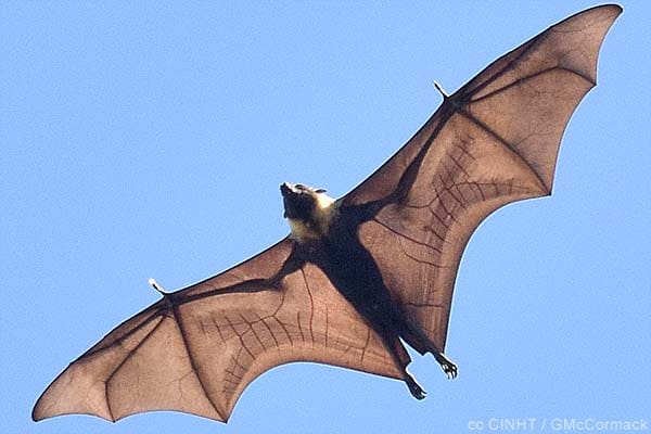 Moa Kirikiri – the Pacific Fruit-bat